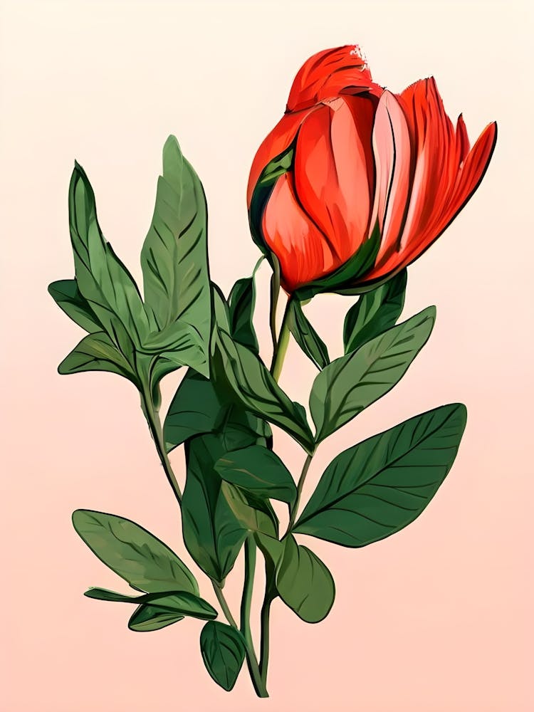 Rote Tulpe 2