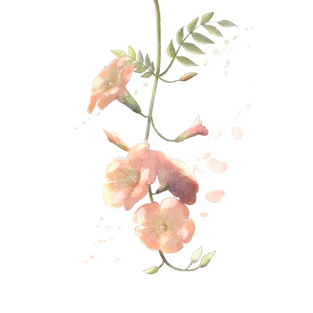 Trumpet Vines Square