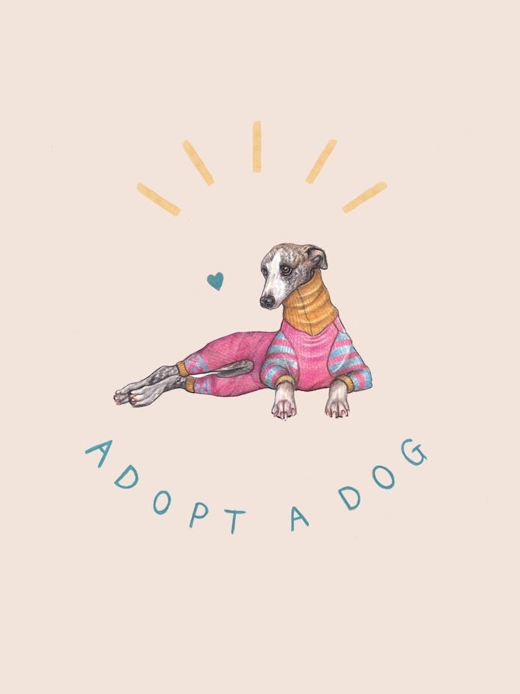 Adopt A Dog - Whippet