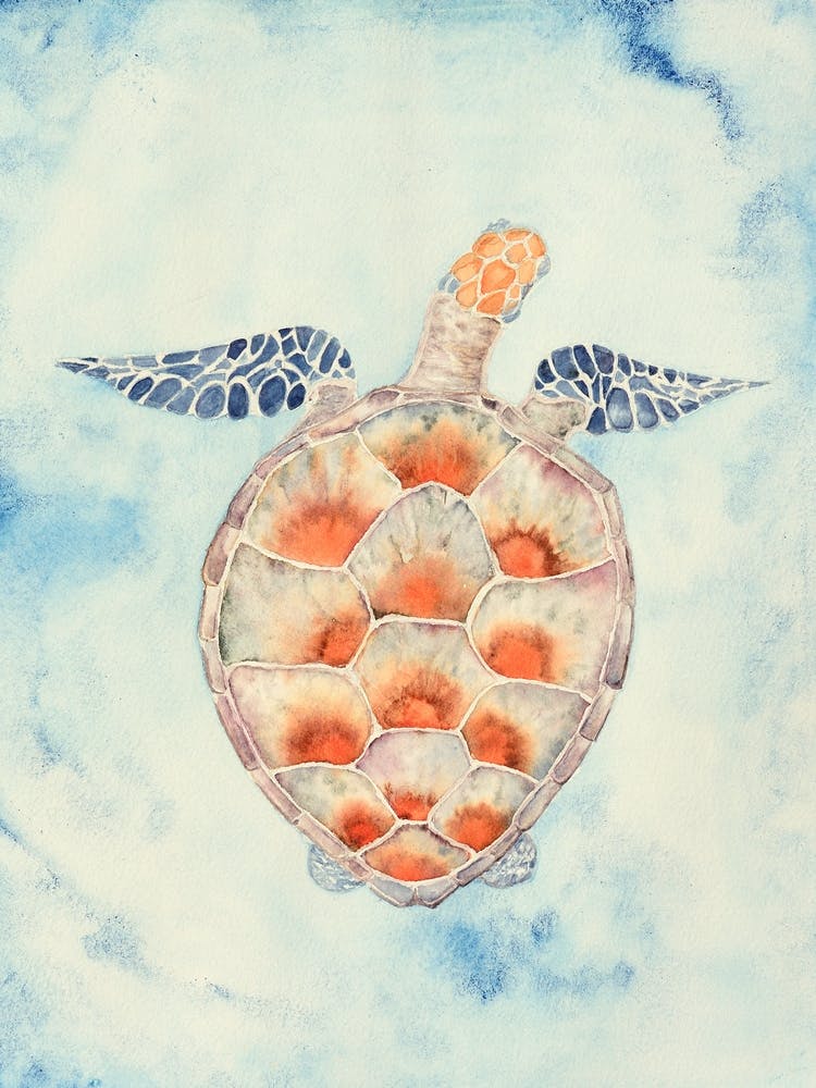 Sea ​​Turtle