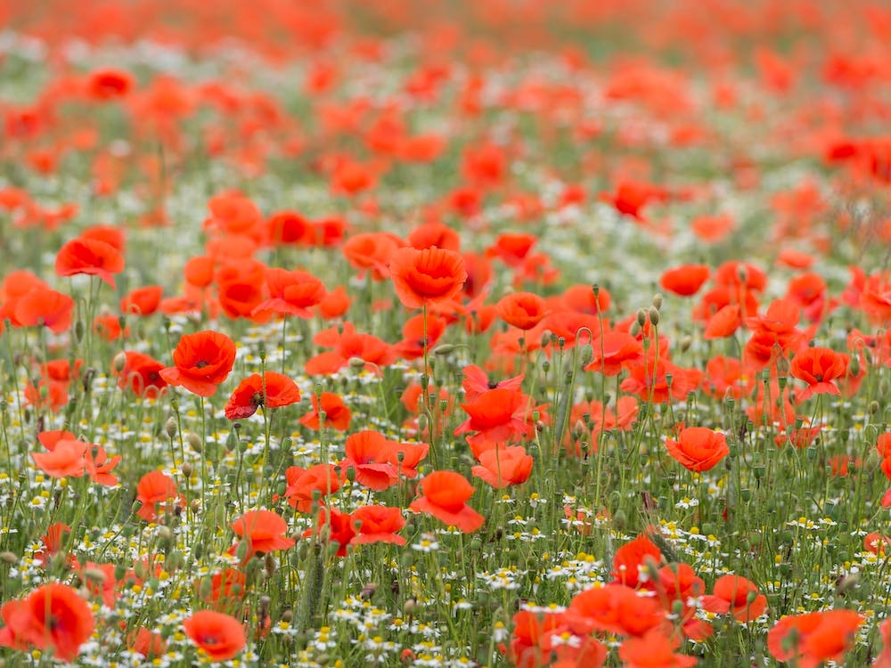 Field of Poppies 2
