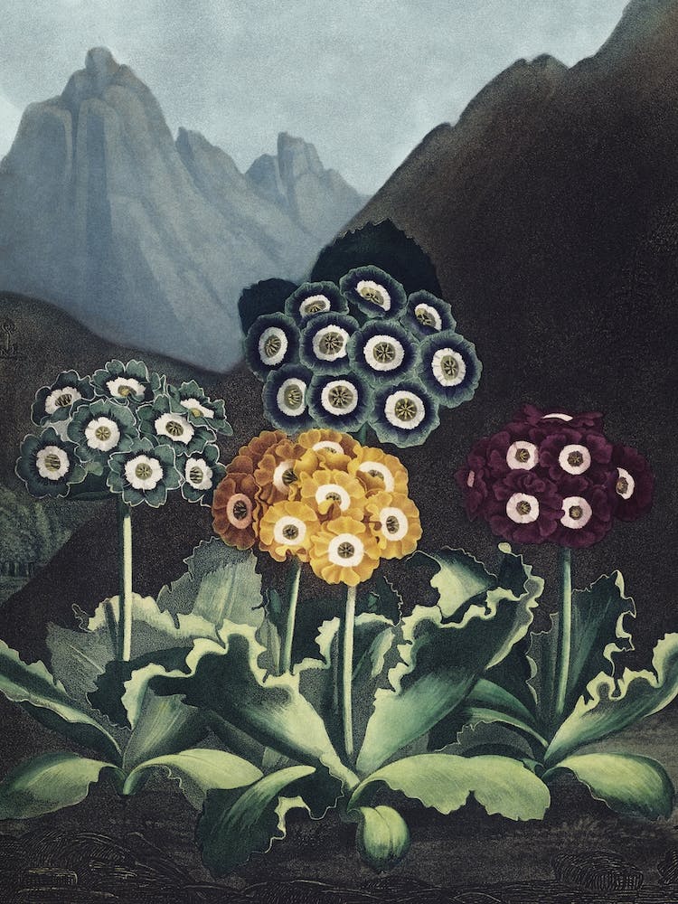 Vintage Thornton 6 Auriculas