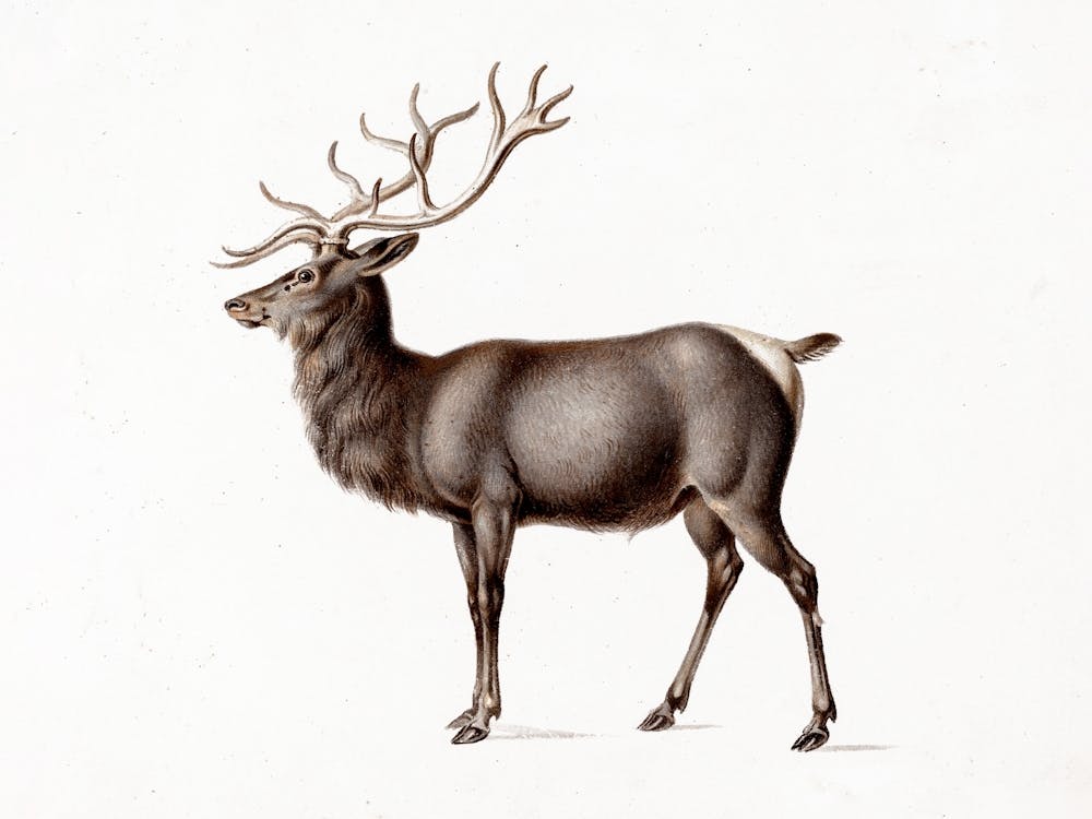 Vintage Deer