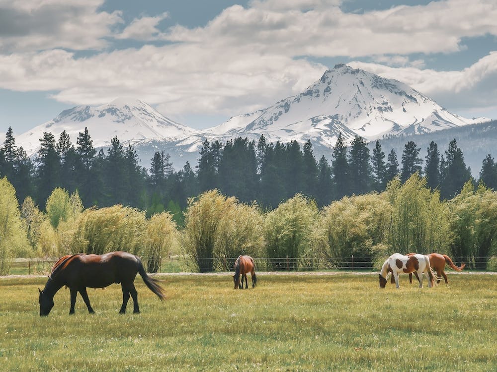 Horses In Pasture
