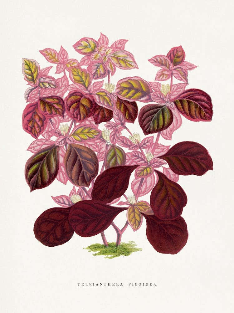 Vintage Botanical _2643248