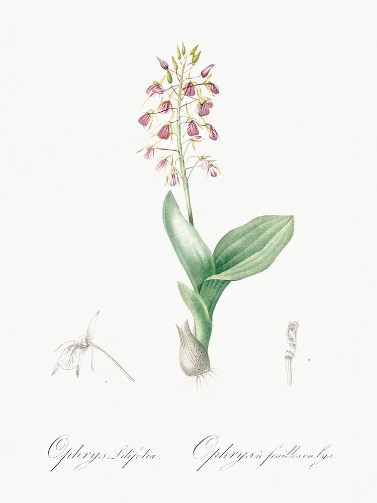 Brown Widelip Orchid Illustration From Les Liliacées (1805), Pierre Joseph Redoute