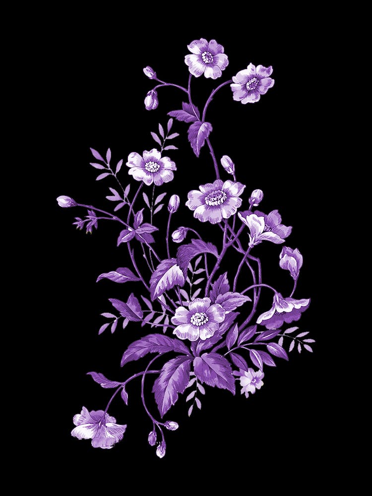 Purple Flowers On A Black Background