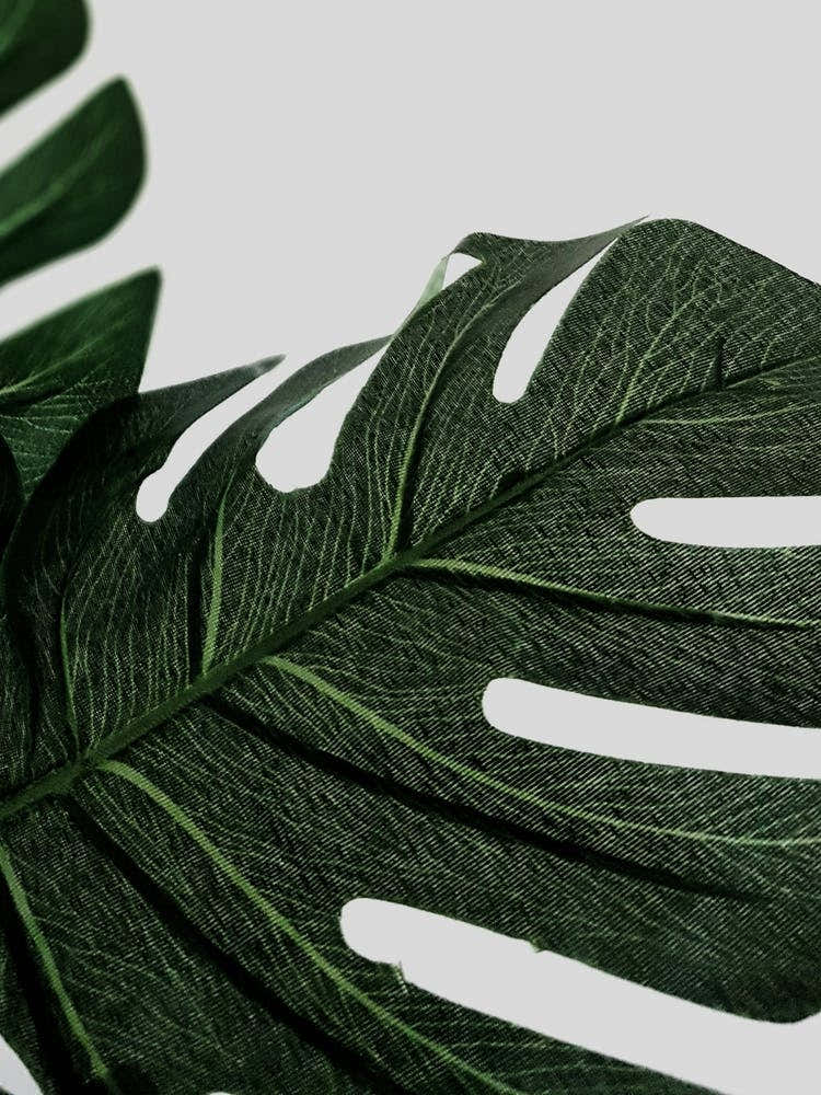 Fake Monstera Leaves Photo