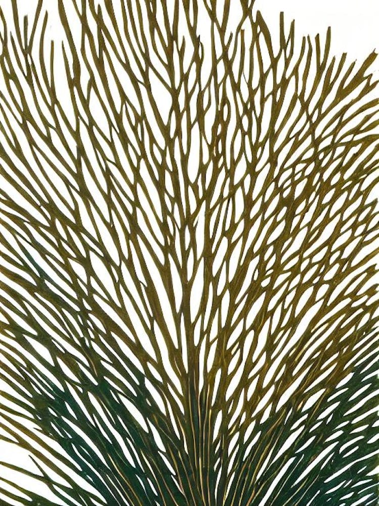 Acropora Intermedia Linocut