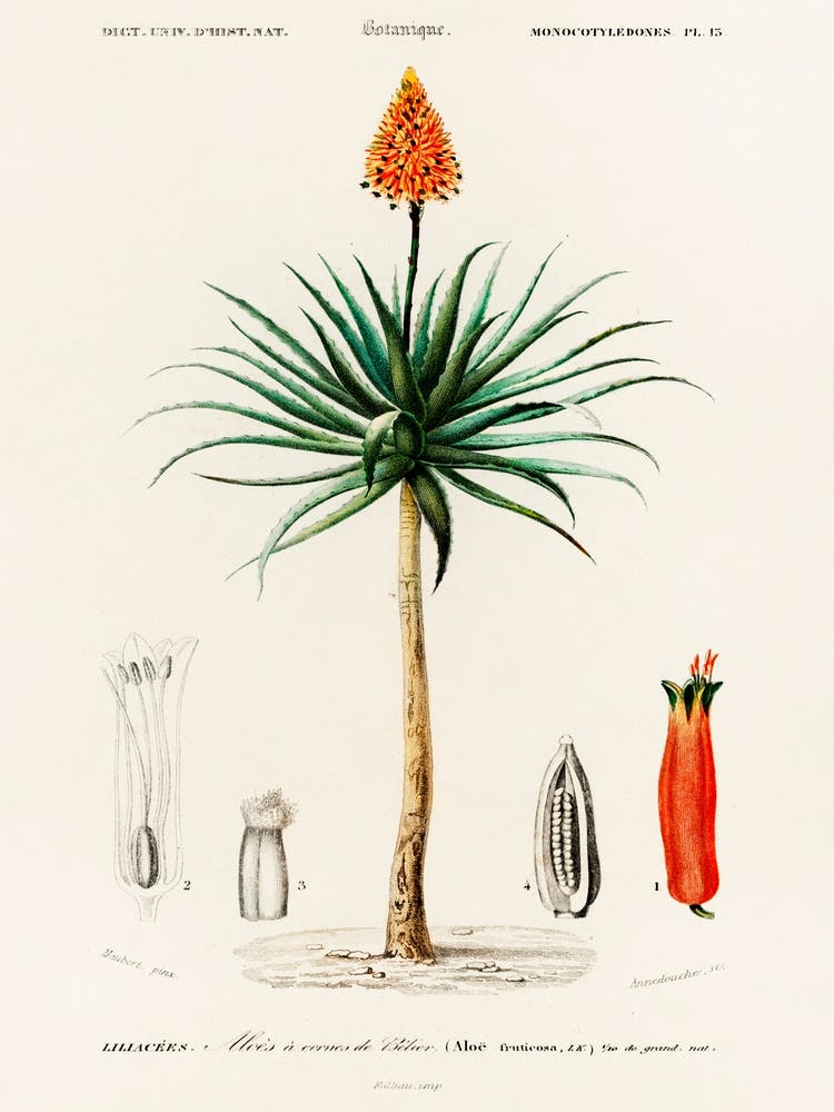 Candelabra Aloe (Aloe Fruticosa), Charles Dessalines D'Orbigny