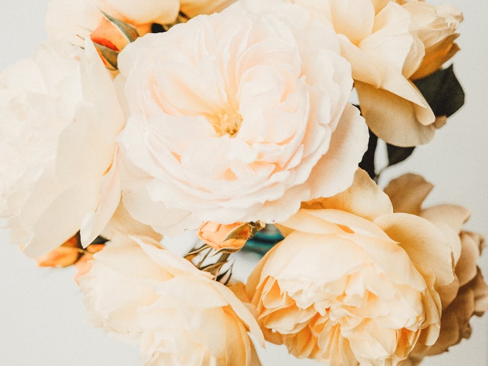 Yellow Roses
