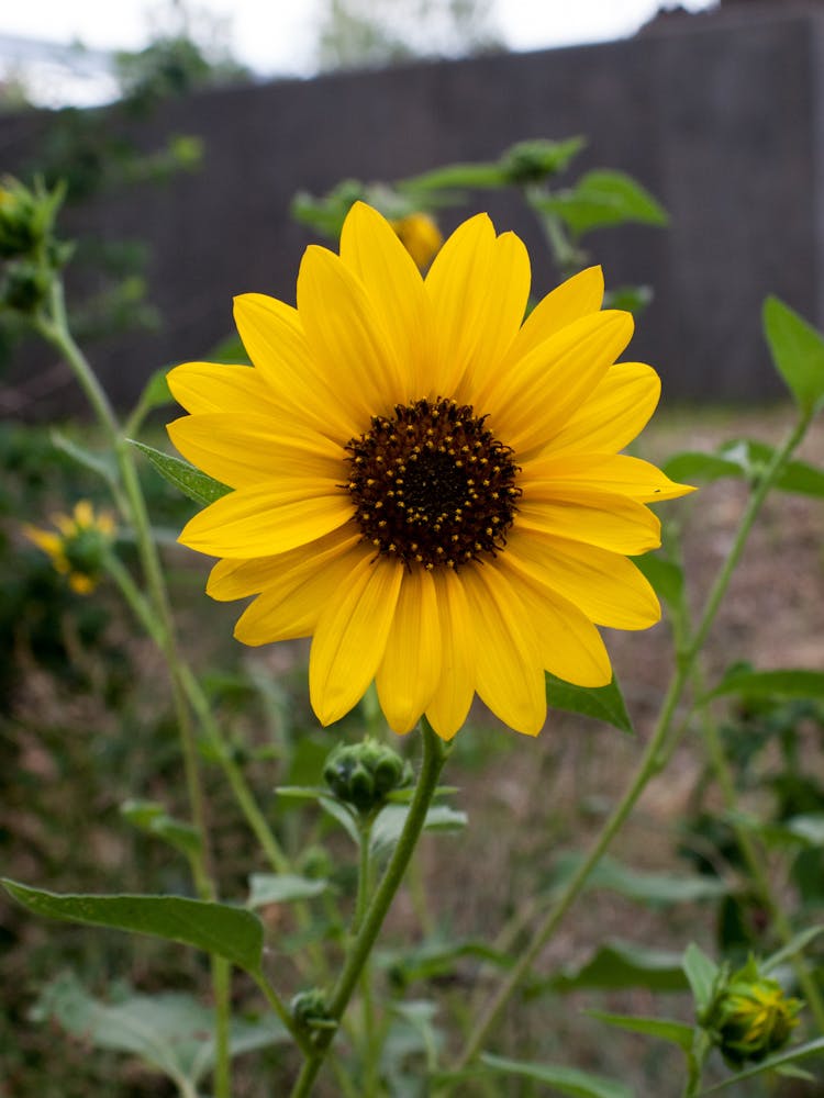 Sunflower 6