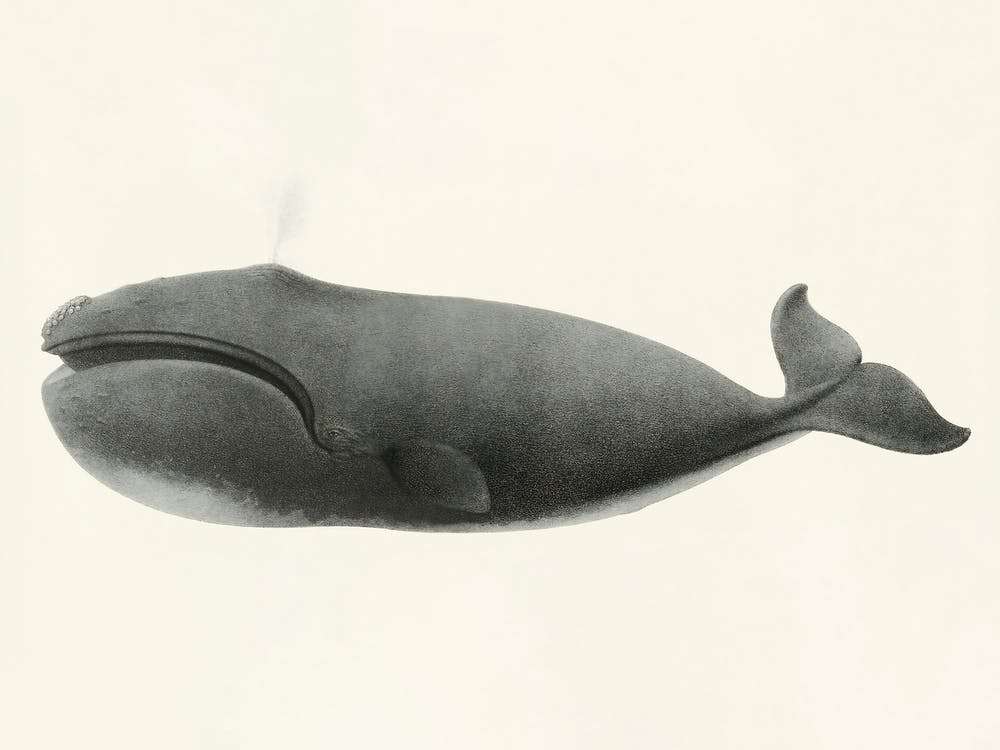 North Pacific Right Whale, Charles Melville Scammon