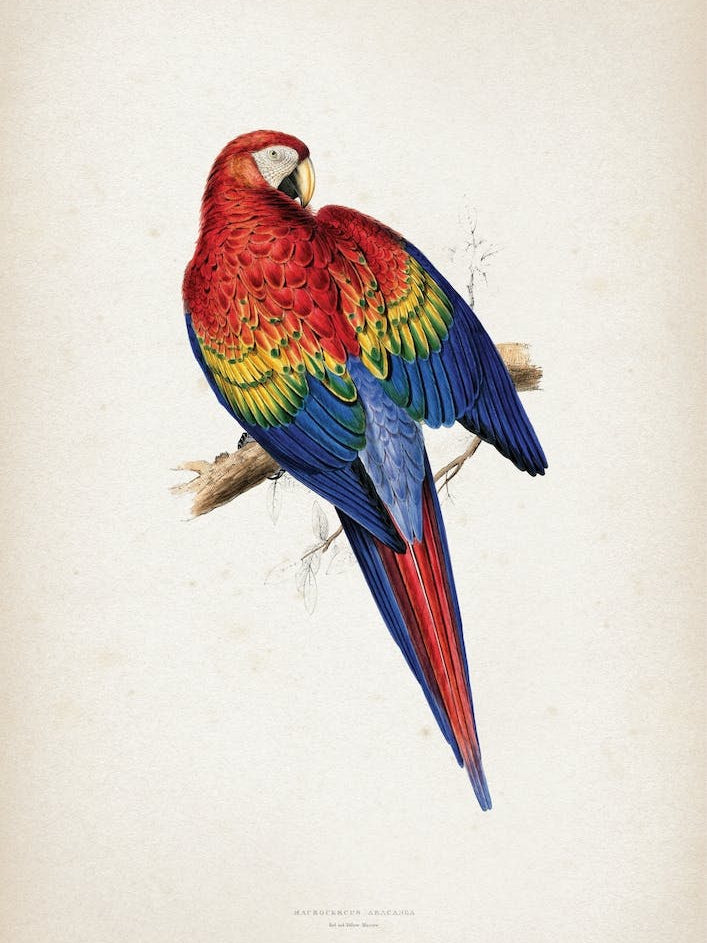 Vintage Lear 1 Macrocerus Aracanga