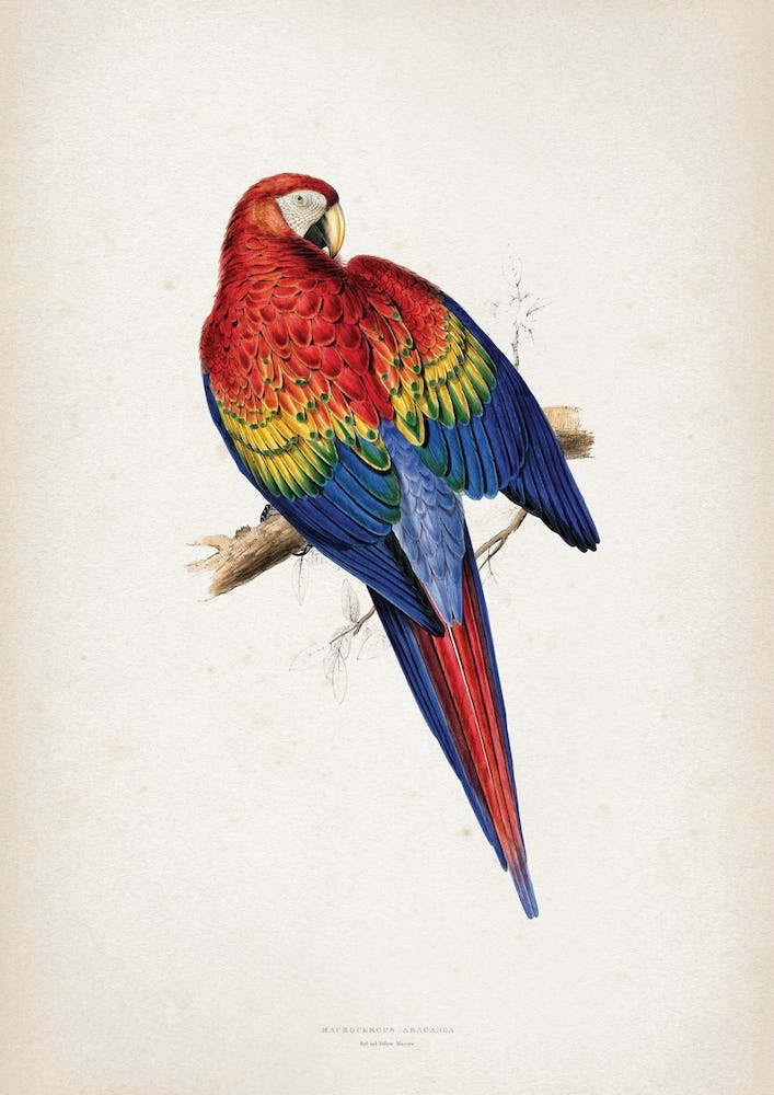 Vintage Lear 1 Macrocerus Aracanga