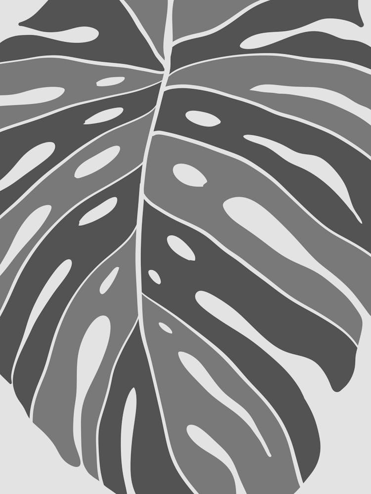 Monstera Leaf 8