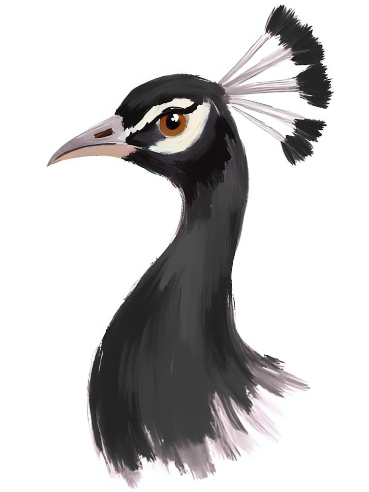 Peacock 26