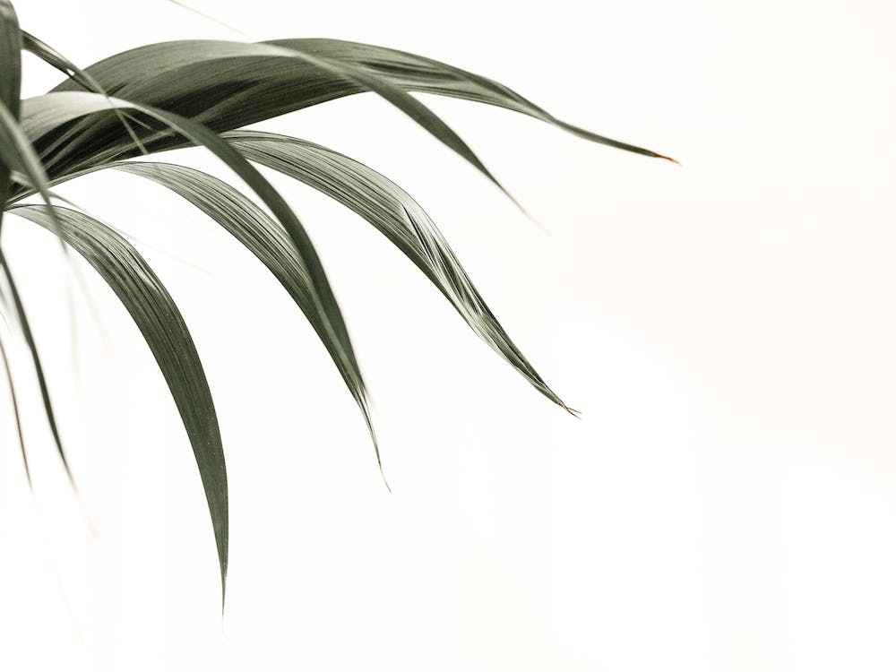 Palm Leaf