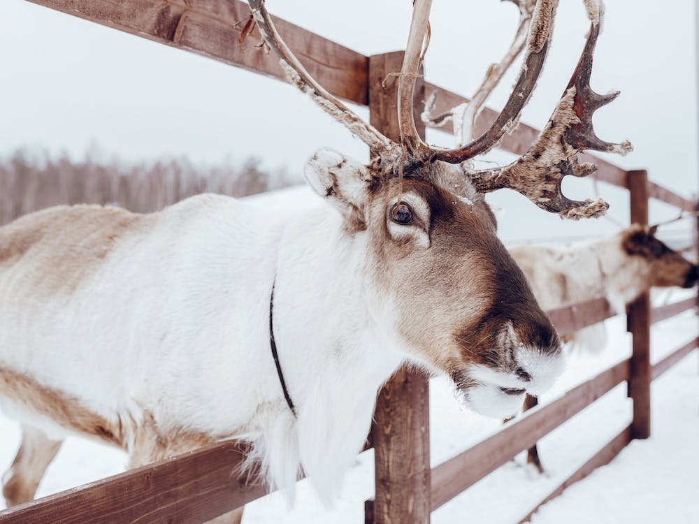 Reindeer In Winter