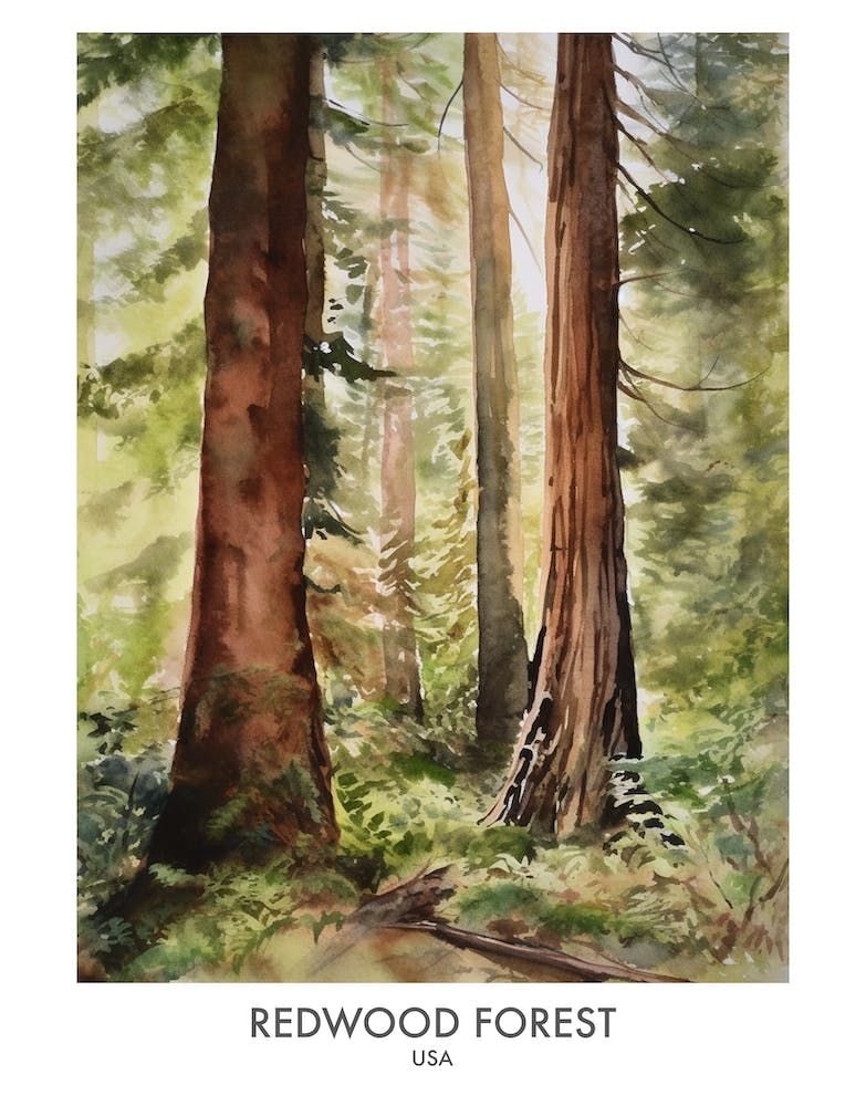 Redwood Forest 4 Watercolour Travel Poster