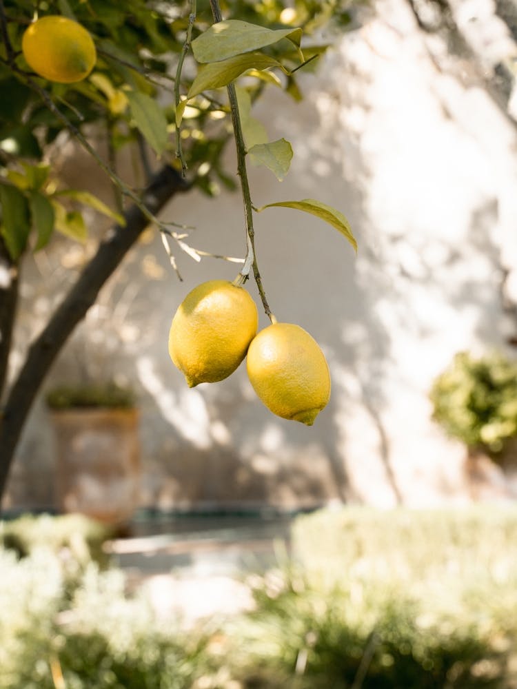 Moroccan Lemons