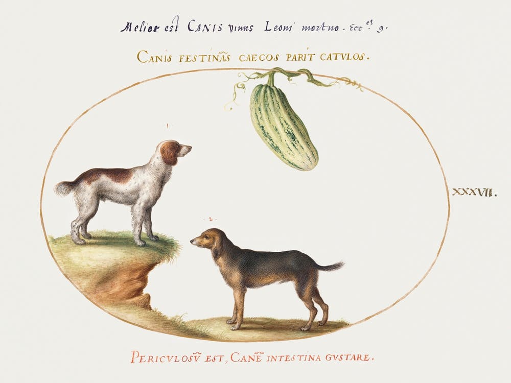 Two Spaniels With A Gourd (1575–1580), Joris Hoefnagel