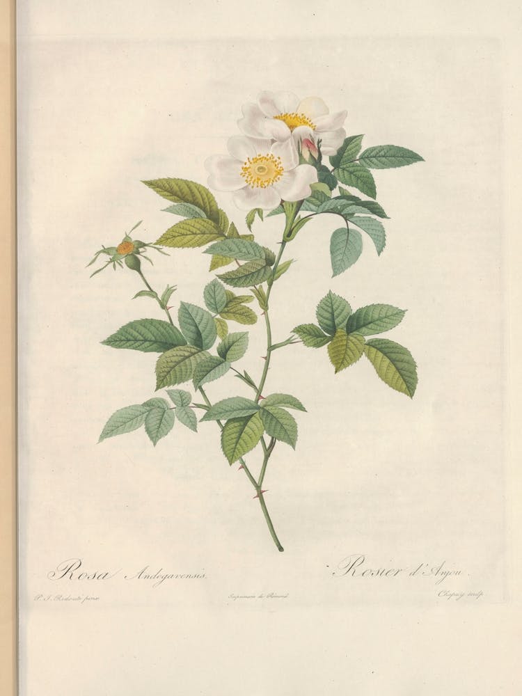 Rose Illustration, Pierre Joseph Redoute (60)