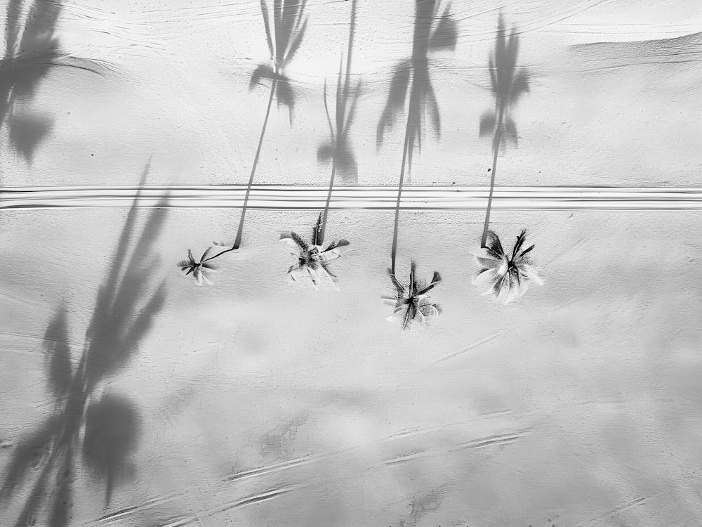 Shadows Of Palm Trees