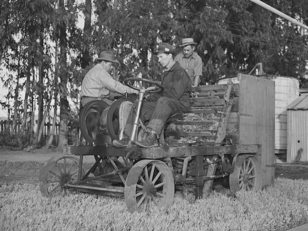 Salinas, Californie, Intercontinental Rubber Producers, Tondeuse qui Coupe le Haut des Jeunes Plants de Guayule en Pépinière