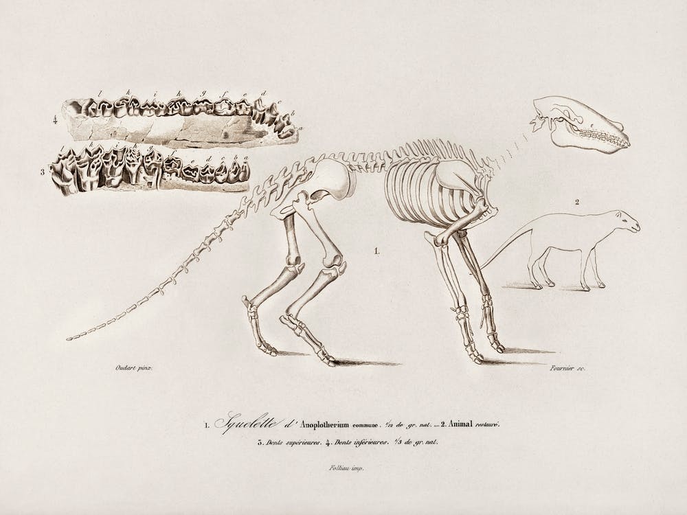 Ungulate (Anoplotherium), Charles Dessalines D'Orbigny