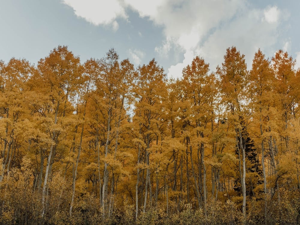 Autumnleavesinutah