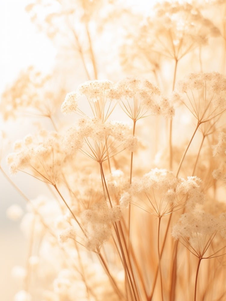 Boho Dried Flowers Babys Breath 1