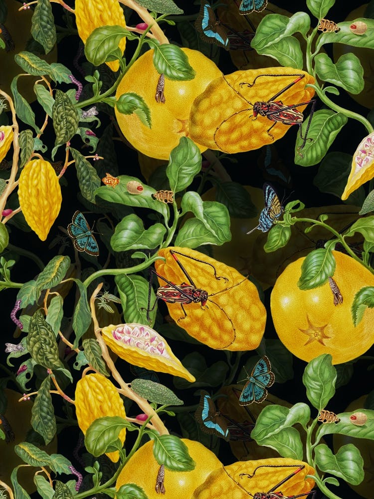 Maria Sibylla Merian Lemons And Insects