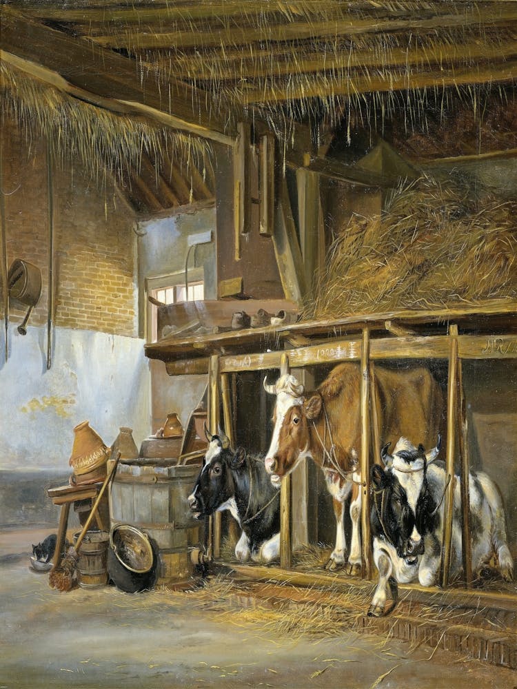 Cows In A Barn