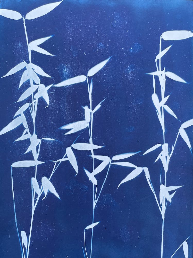 Blue Cyanotype Bamboo Print 3