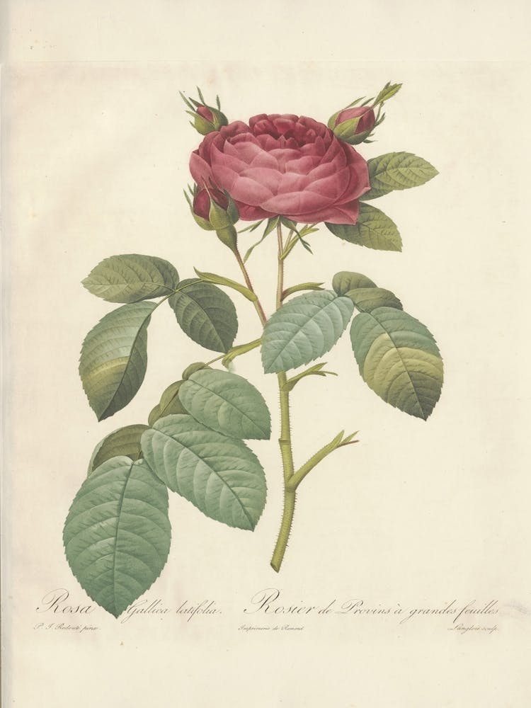 Rose Illustration, Pierre Joseph Redoute (26)