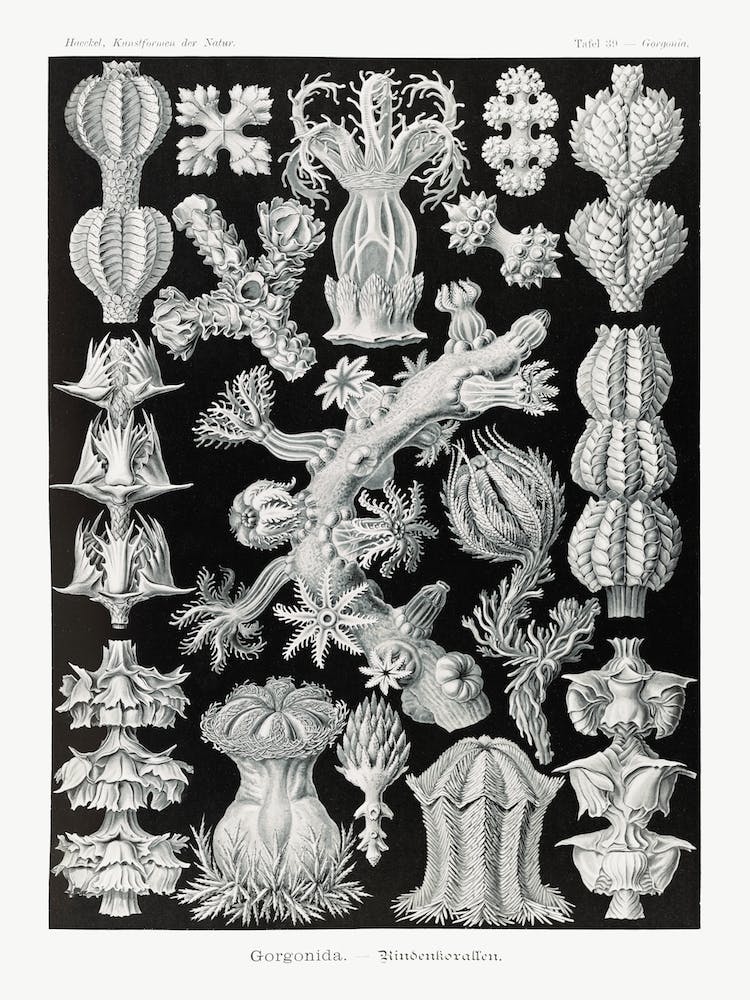 Gorgonida Rindenkorallen, Ernst Haeckel