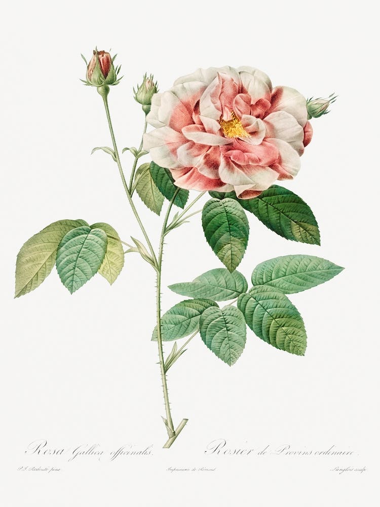 Rosa Gallica, Pierre Joseph Redouté