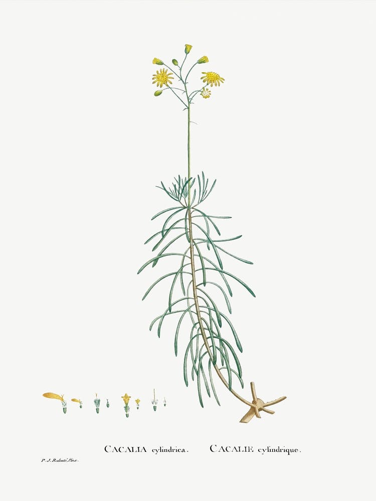 Cacalia Cylindrica, Pierre Joseph Redoute