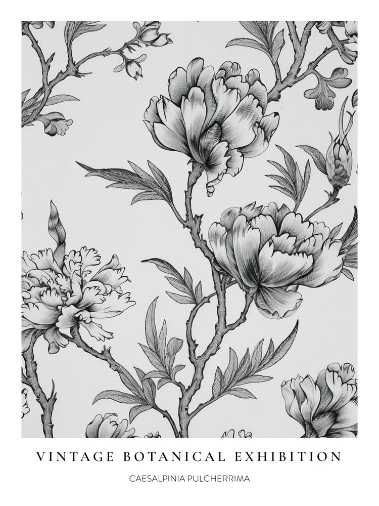 Peacock Flower (Caesalpinia Pulcherrima) B&W Vintage Botanical Poster