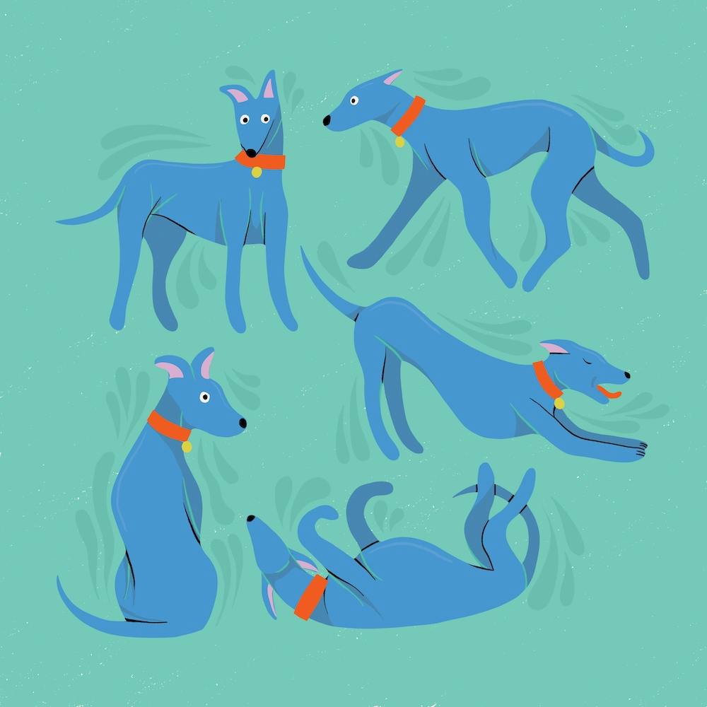 Blue and Green Sighthound Whippet Greyhound Dogs