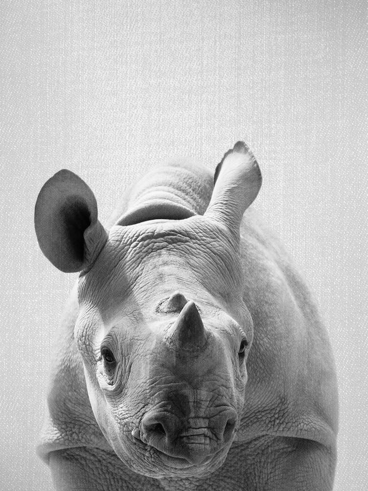 Baby Rhino - Black & White