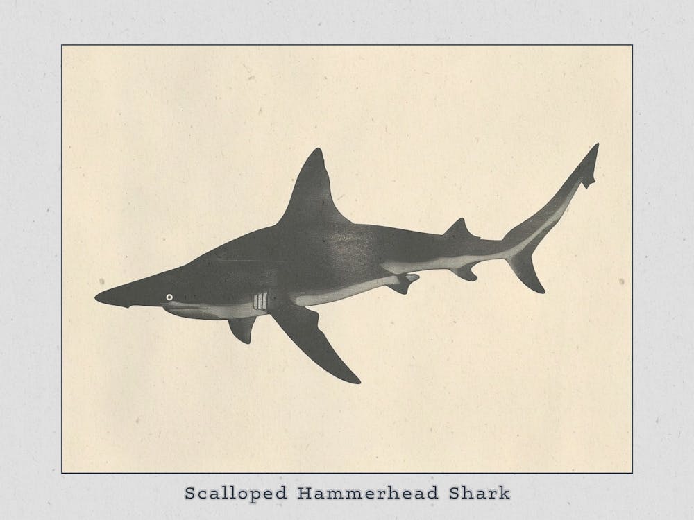 Scalloped Hammerhead Shark Grey Silhouette 2 Poster