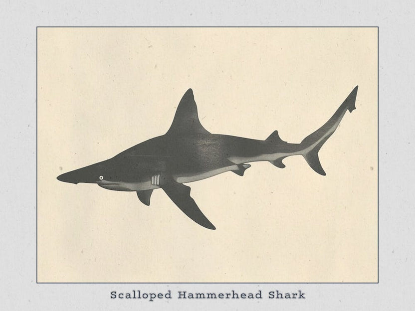 Scalloped Hammerhead Shark Grey Silhouette 2 Poster