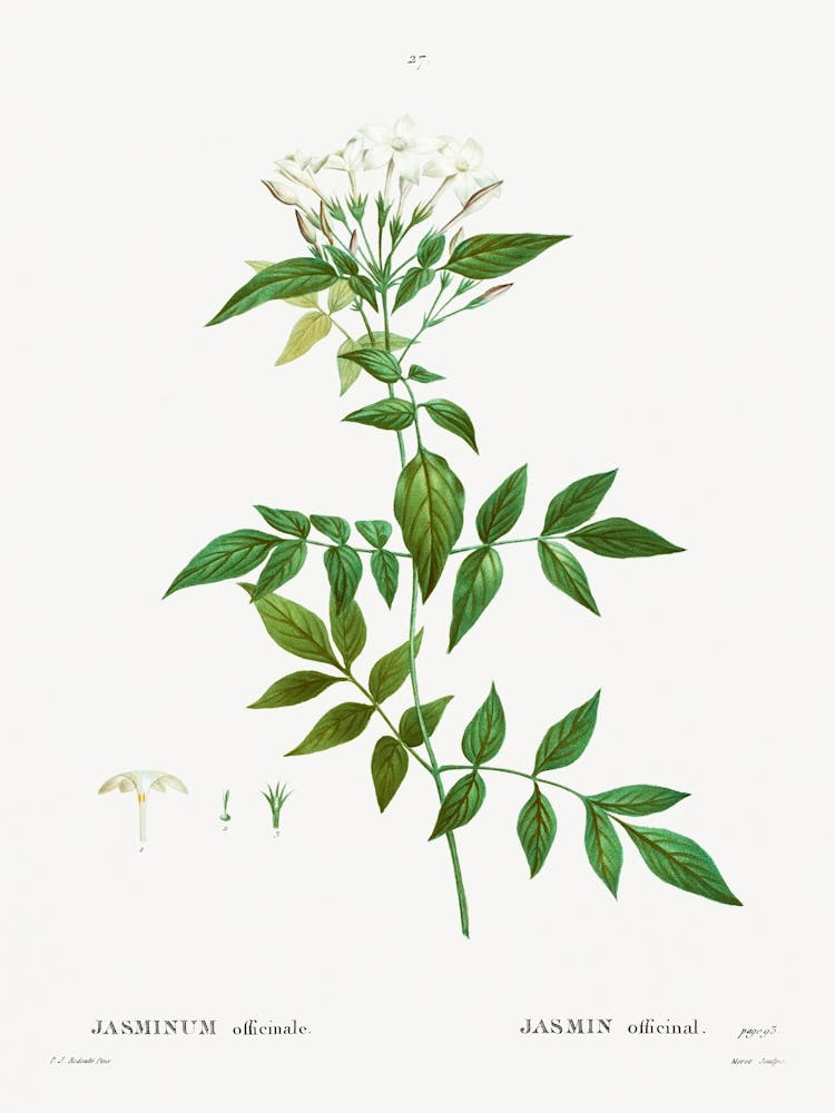 Jasmine, Pierre Joseph Redoute