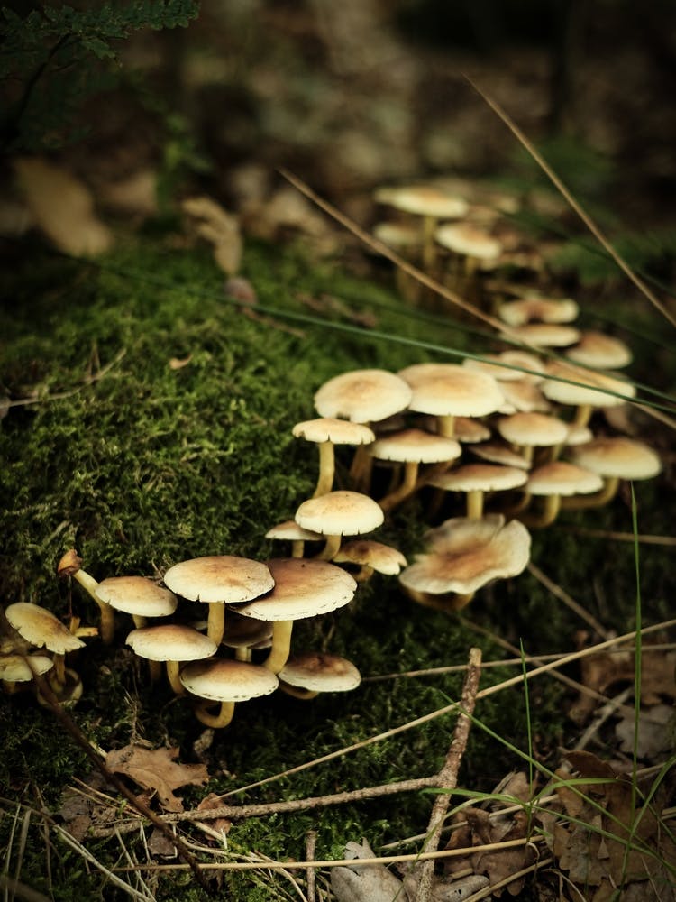 White Mushrooms // Nature Photography