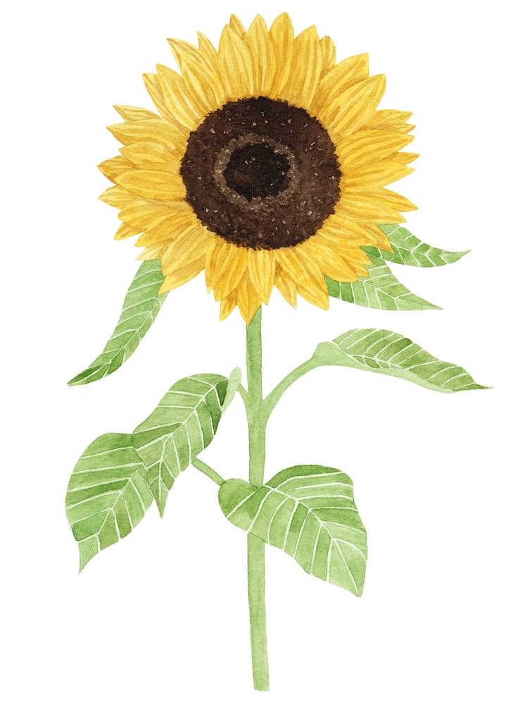 Sunflower Watercolor Painting