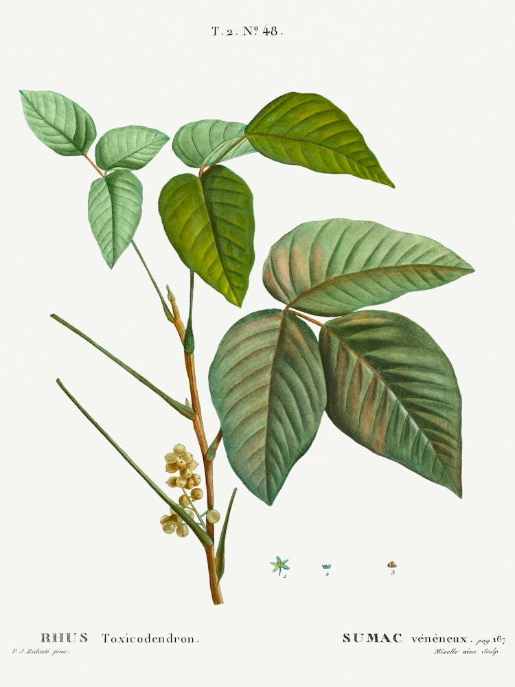Poison Ivy, Pierre Joseph Redoute