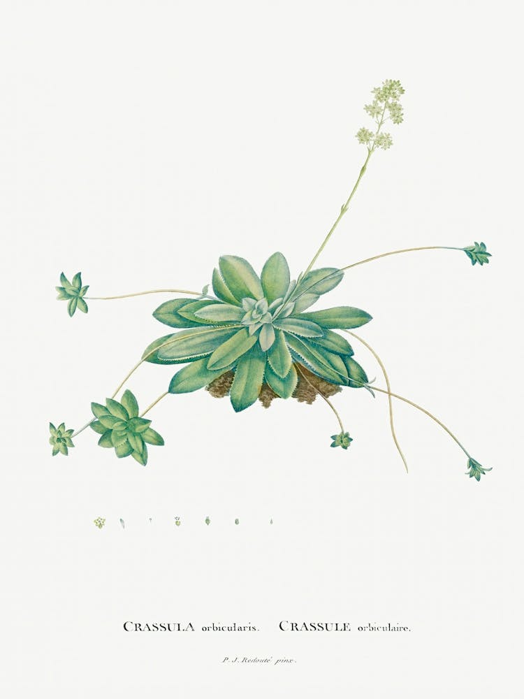 Crassula Orbicularis, Pierre Joseph Redoute