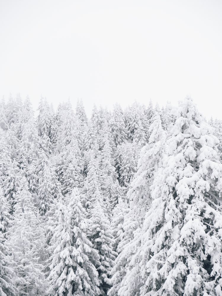 Snowy Forest Trees